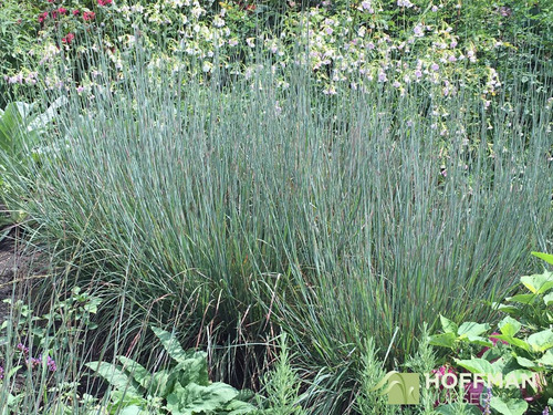 Imagem 6 de 9 de Sementes Grama Azul Little Bluestem Schizachyrium Scoparium