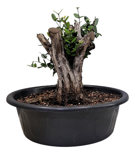 Pre Bonsai Ubaia Azeda