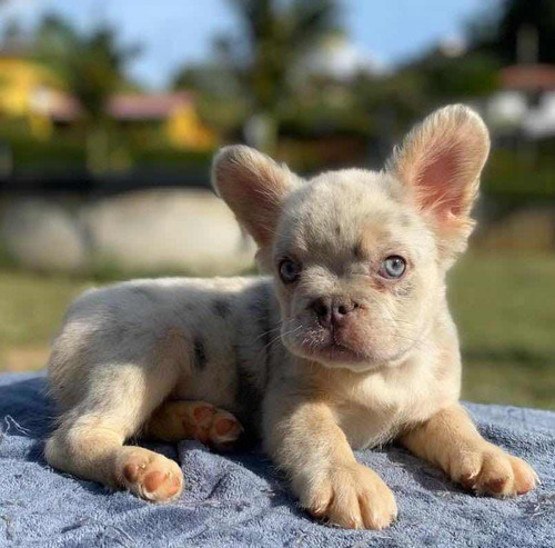 Bulldog Francés Fluffy