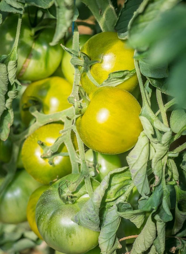 20 Semillas De Tomate Chadd´s Ford Green - Verde Exótico!!