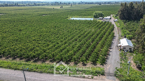 Predio En Teno 31,5 Ha Con Cerezas