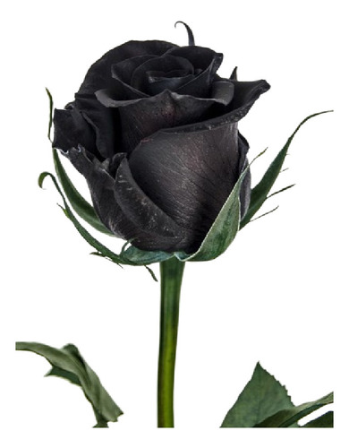 5 Mudas Rosa Negra Planta Rara Exotica Cheirosa Maravilhosa
