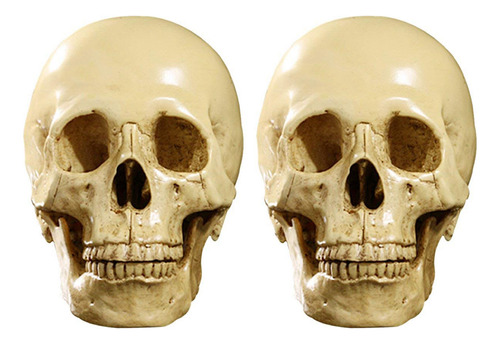 2 Decoraciones Didácticas Anatómicas De Cráneo Humano Modelo