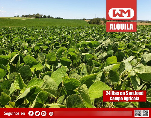 Arrendamiento Campo San José 24 Hectáreas Agrícolas Ganaderas Ruta 11 Cannabis, Cebolla,