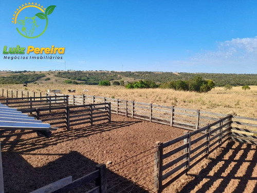 Imagem 6 de 8 de Fazenda À Venda Em Gurupi - To 1.336 Hec - (dupla Aptidão) - 1954