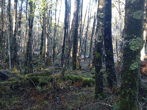 Venta Parcela Bosque Pucón Los Nevados