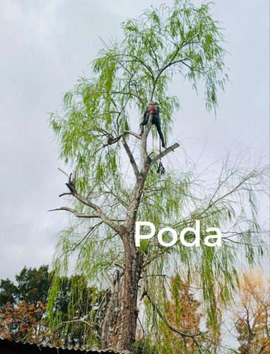 Imagen 10 de 10 de Poda Y Tala De Árboles Canelones, Parque Del Plata
