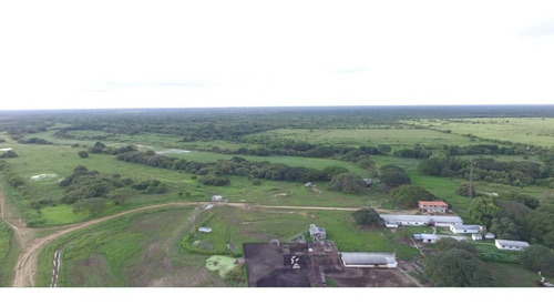 Imagen 11 de 20 de Hato En Edo. Guárico De Ganado Cebú En Venta