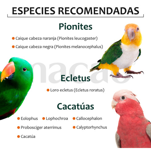 Alimento Macao Loro Amazona Cacatúa, Papilla 1k+ Croqueta 1k