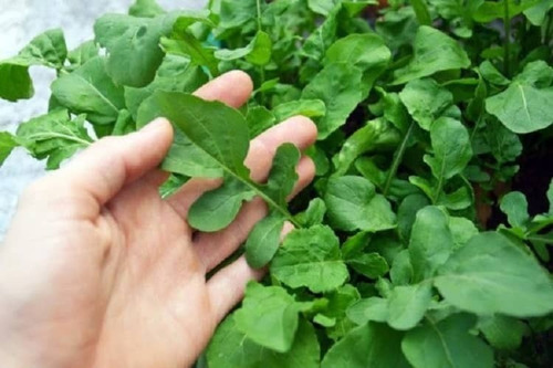 Semillas De Rúcula Rucola Coltivata