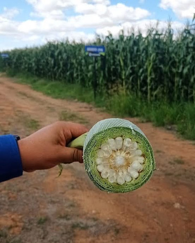 Semilla De Maíz Unisem Hojero 266 3 Kg