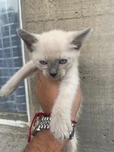 Hermosos Gatitos Blue Point