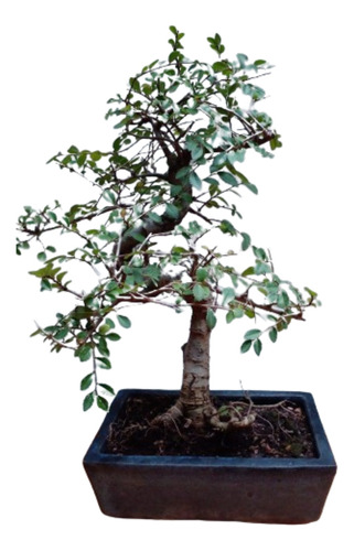 Bonsai Olmo Chino