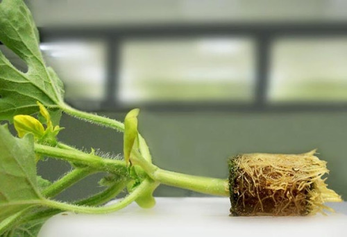 Plug Foami / Espuma Agricola / Peat Foam Germinador 100 Pack