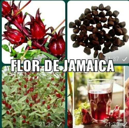 30 Semillas Flor De Jamaica O Rosella | MercadoLibre