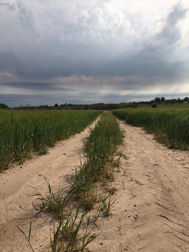 Venta Campo Agrícola-ganadero De 29 Hectáreas, Colonia