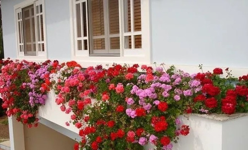 2000 Sementes Da Flor Onze Horas Dobradas E Triplas Sortidas