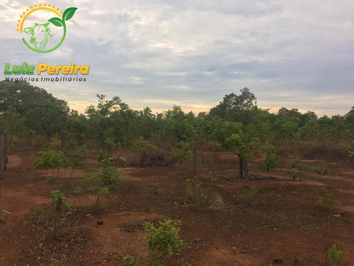 Imagem 7 de 14 de Fazenda À Venda Em São Valério - To - 968 Hectares (dupla Aptidão) - 2103