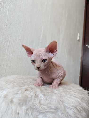 Gatita Esfinge Sphynx