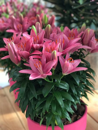 30 Semillas De Flor De Lirio Rosa