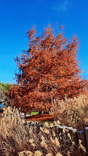 Ciprés De Los Pantanos, Taxodium Distichum  15lts