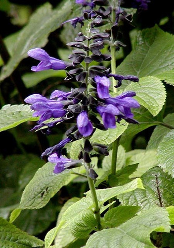 Semillas De Salvia Violeta Picaflor X 30 Unid. 