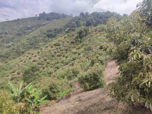 Vendo Finca De 45 Hectares O 71 Cuadras Sembradas En Aguacate Hass En Genova Quindio