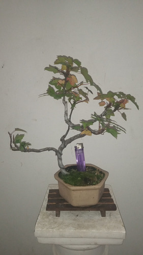 Bonsai De Liquidambar 10 Años De Jinsei Bonsai