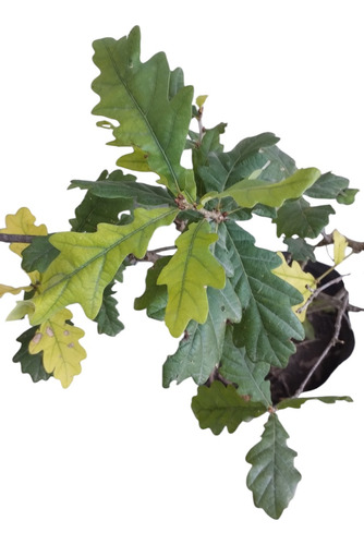Roble Europeo Árbol 80 Cm Con Maceta - Vivero Rolocampo