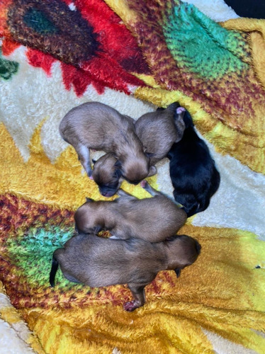 Imagem 4 de 5 de Spitz
