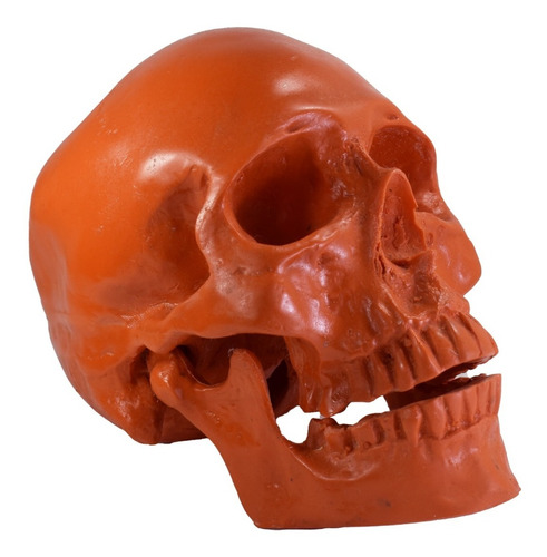 Cráneo Humano De Resina, Mandíbula Articulada Varios Colores