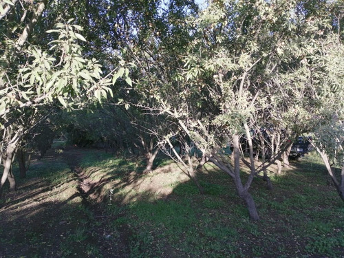 Curicó, Oportunidad Parcela Con Casa, Y Plantación Almendras