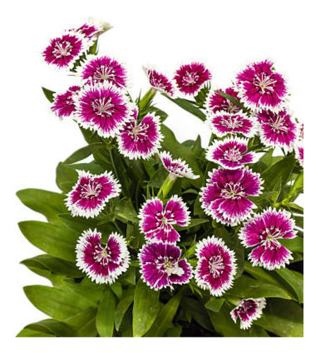 4x Sementes De Cravina Gaiety (sortida) Topseed