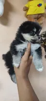 Comprar Pomerania Hembra Y Macho De Pelaje Suave Y Esponjoso