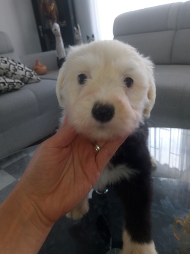 Imagen 8 de 10 de Cachorritos Viejo Pastor Ingles ( Bobtail)