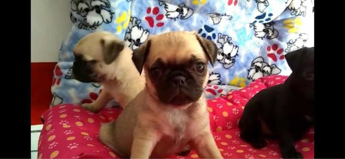 Pug (Usado)
