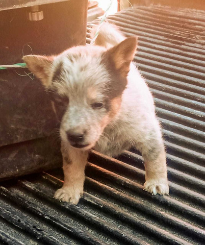 Pastor Australiano Cachorros Finos