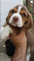 Comprar Beagles, Nueva Camada De  Cachorros