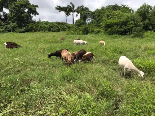 Imagen 5 de 14 de 12997 Katherine Castillo 0412-8567234 Venta Finca Ojo De Agua Via Acarigua