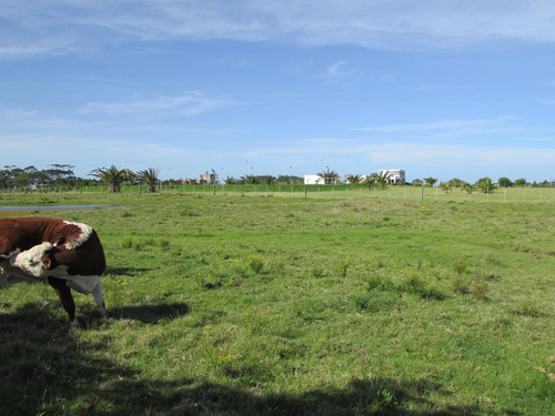 Rancho Daliah