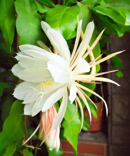 Planta Cacto Suculenta Dama Da Noite Com Vaso E Suporte