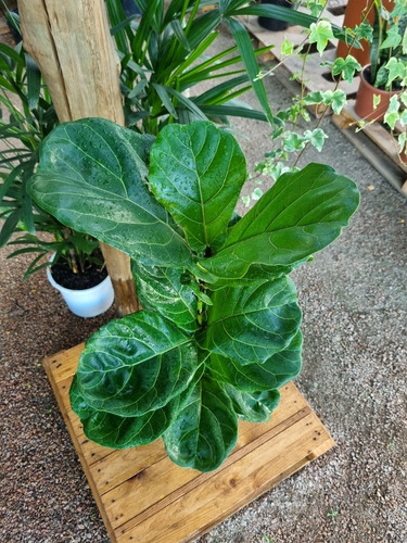 Imagen 2 de 8 de Ficus Lyrata Oferta !!!