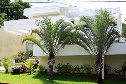 Muda De Palmeira Triangular ( Jardim E Decoração )