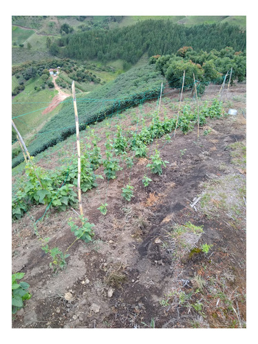 Imagen 2 de 4 de Finca En Produccion 6 Hectareas Abejorral
