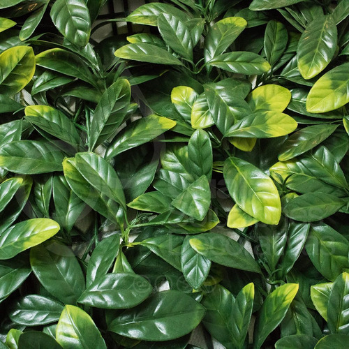 Jardin Vertical Pvc Planta Pared Exterior 50x50 090 Cuotas