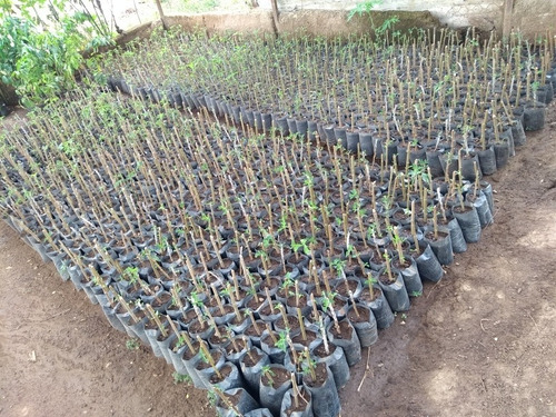 Plantas De Boton De Oro Y Esquejes