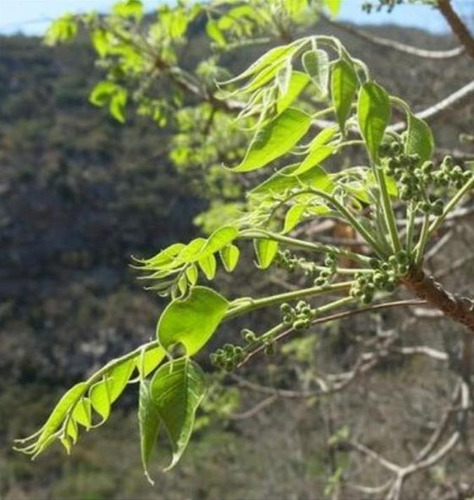 Sementes Mogno Da Montanha Árvore Madeireira Entandrophagma