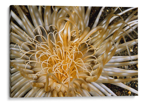 Canvas Lab Cuadro Dazzle Puro - N. Sulawesi, Indonesia 45x30