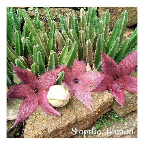 Cacto Estrela Stapelia Hisurta Cacto Com Flor Estrela Do Mar