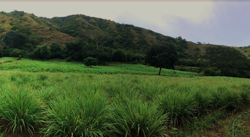 Vendo Finca Agroindustrial En Santafe De Antioquia